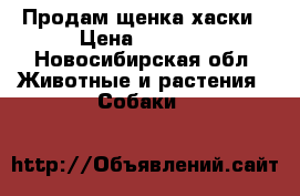 Продам щенка хаски › Цена ­ 2 000 - Новосибирская обл. Животные и растения » Собаки   